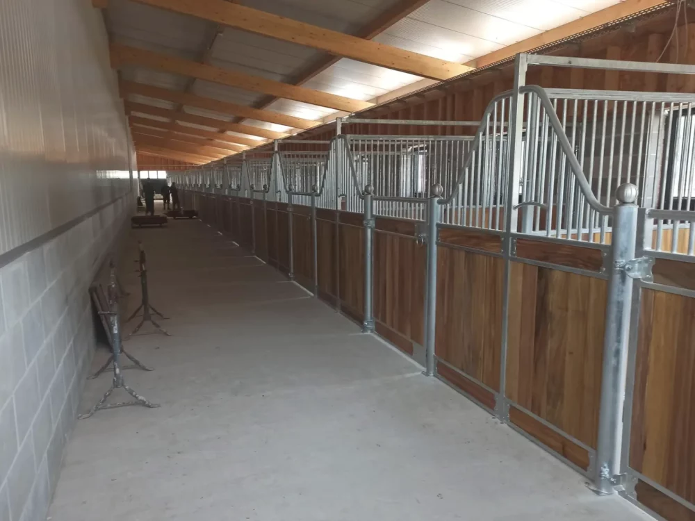 APPALOOSA_9 APPALOOSA_9