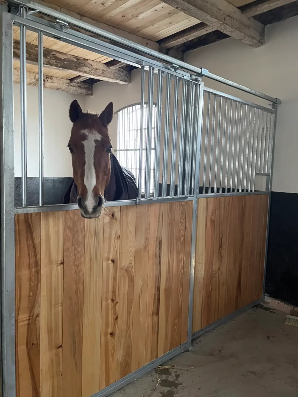 STANDARDBRED_13 STANDARDBRED_13