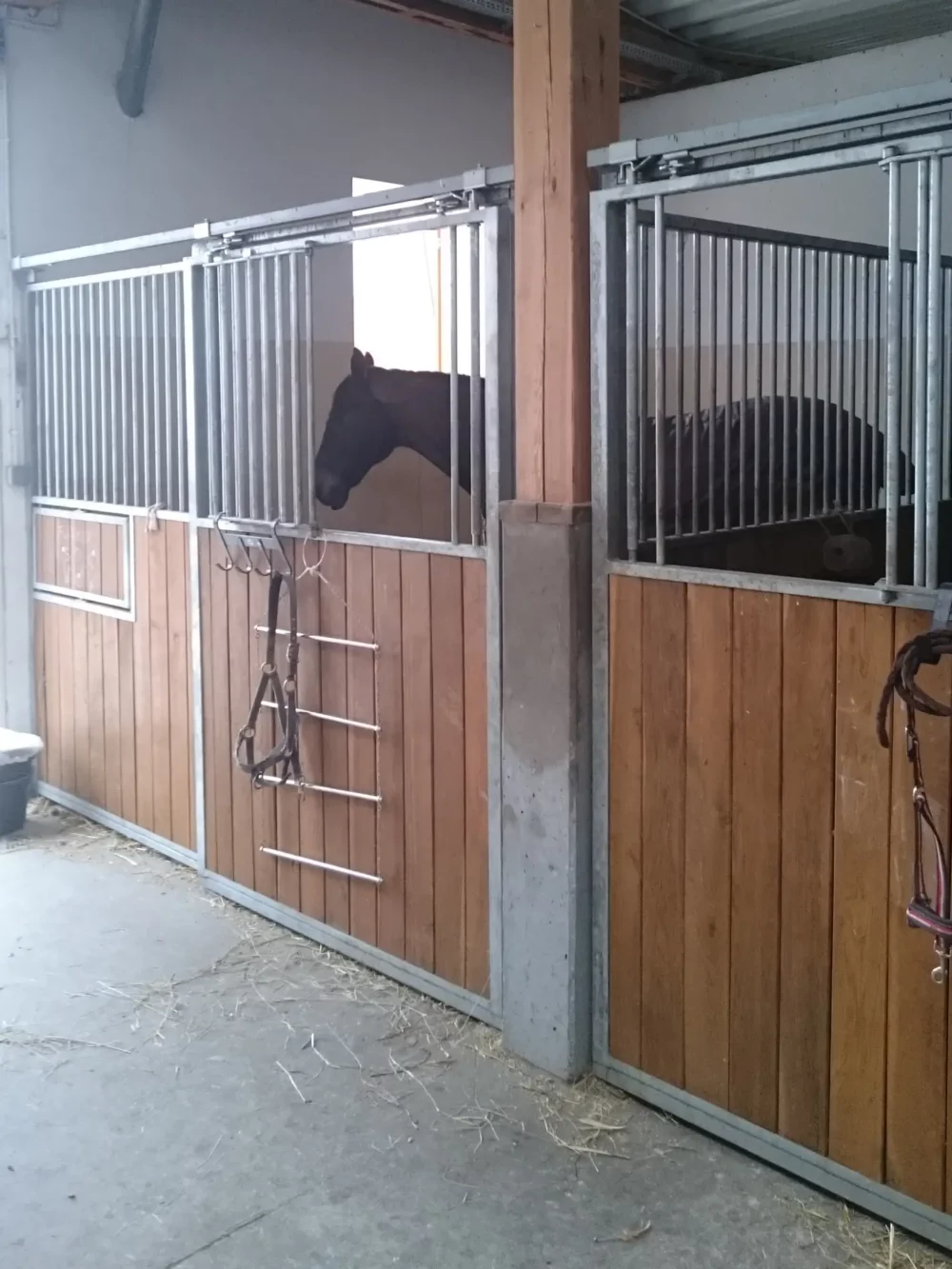 STANDARDBRED_15 STANDARDBRED_15