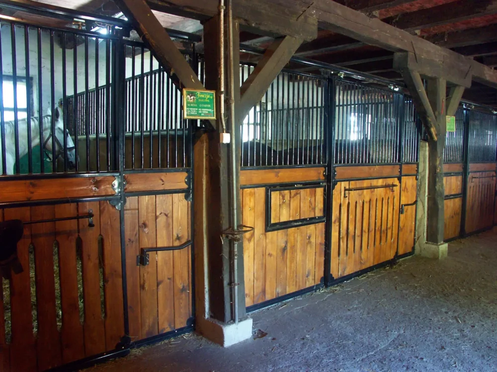 STANDARDBRED_36 STANDARDBRED_36