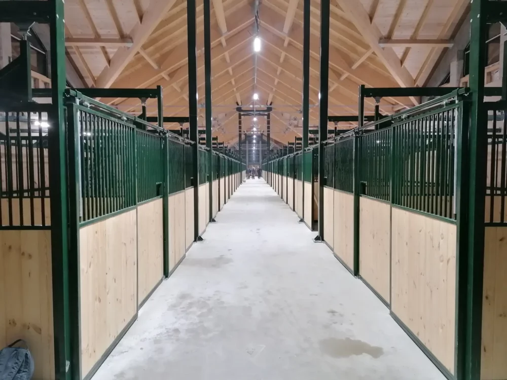 STANDARDBRED_49 STANDARDBRED_49